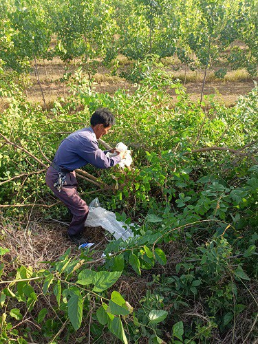清除防汛杂树.jpg