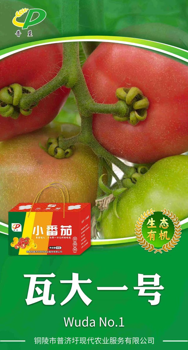 瓦大1号.jpg